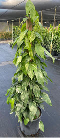 14" Epipremnum Pinnatum Variegated Albo Pole